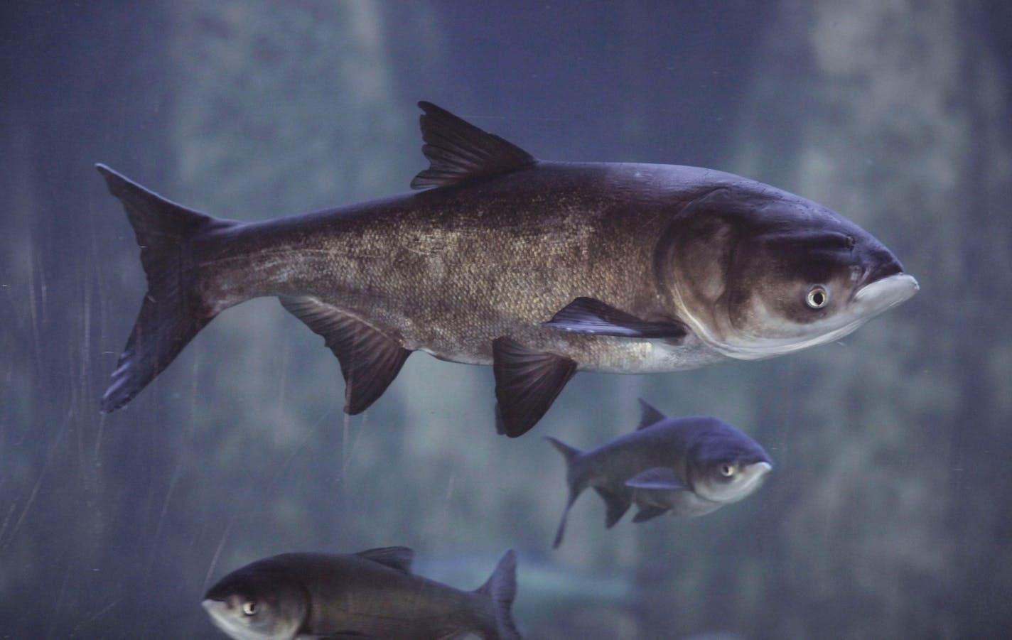 Asian bighead carp swim in an exhibit at Chicago's Shedd Aquarium.