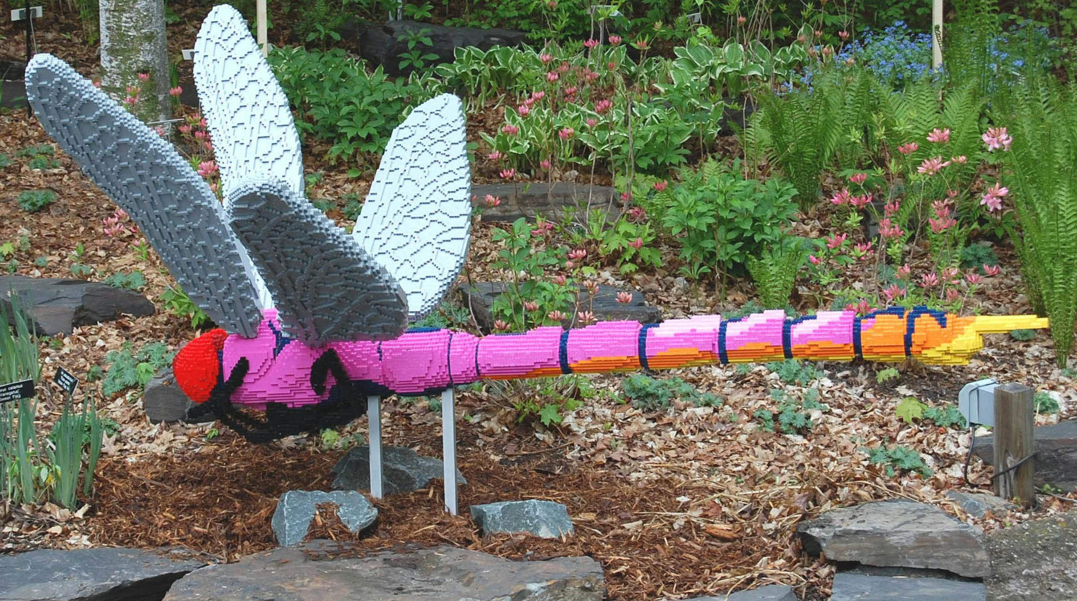 Dragonfly at Nature Connects exhibit.