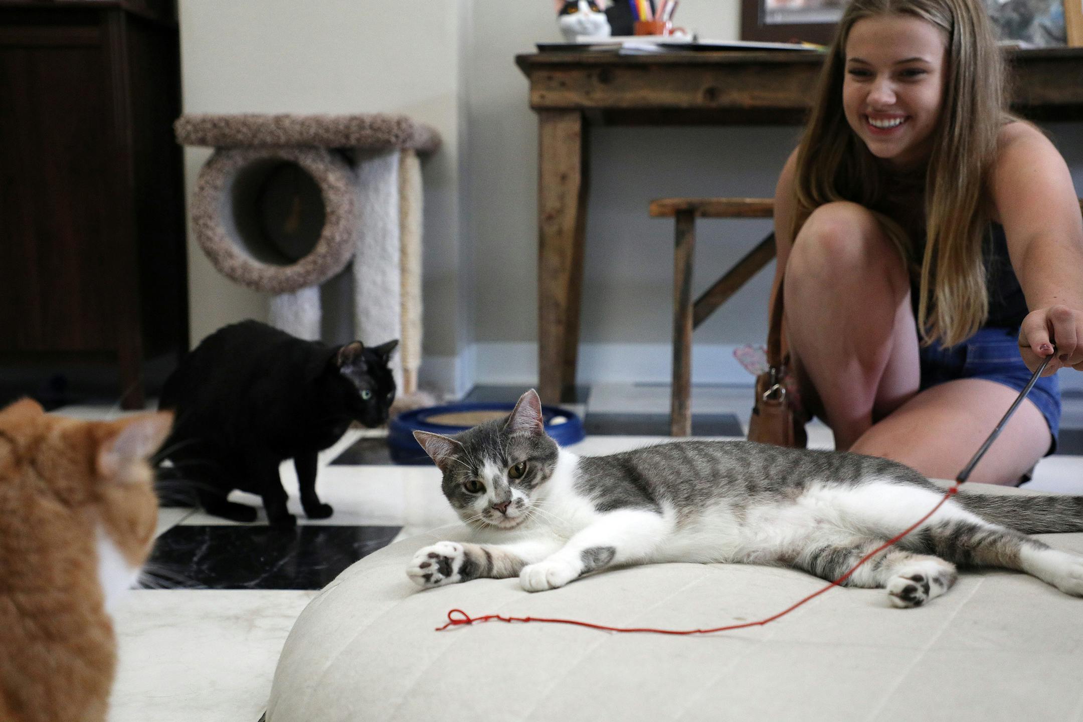Katie Mills, 16, of Lakeville, Minn. tossed a string toy out in front of Moose as he laid on a pillow. ] ANTHONY SOUFFLE ï anthony.souffle@startribune.com Patrons played with the cats available for adoption Tuesday, July 10, 2018 at The Cafe Meow in Minneapolis. The city's first and only cat cafe opened four months ago.