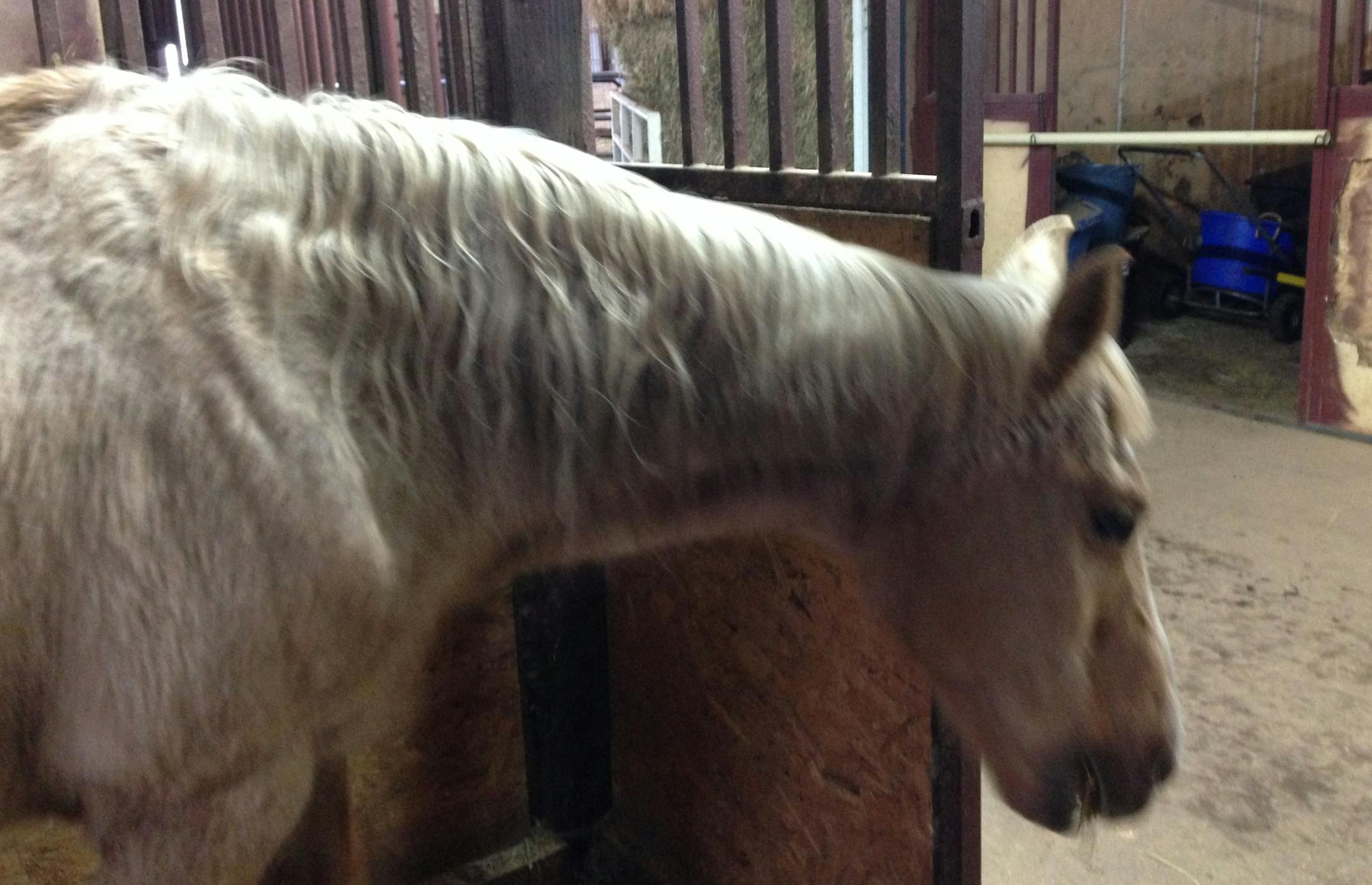 Photo by Pat Pheifer Peaches, the oldest horse (35) at This Old Horse.