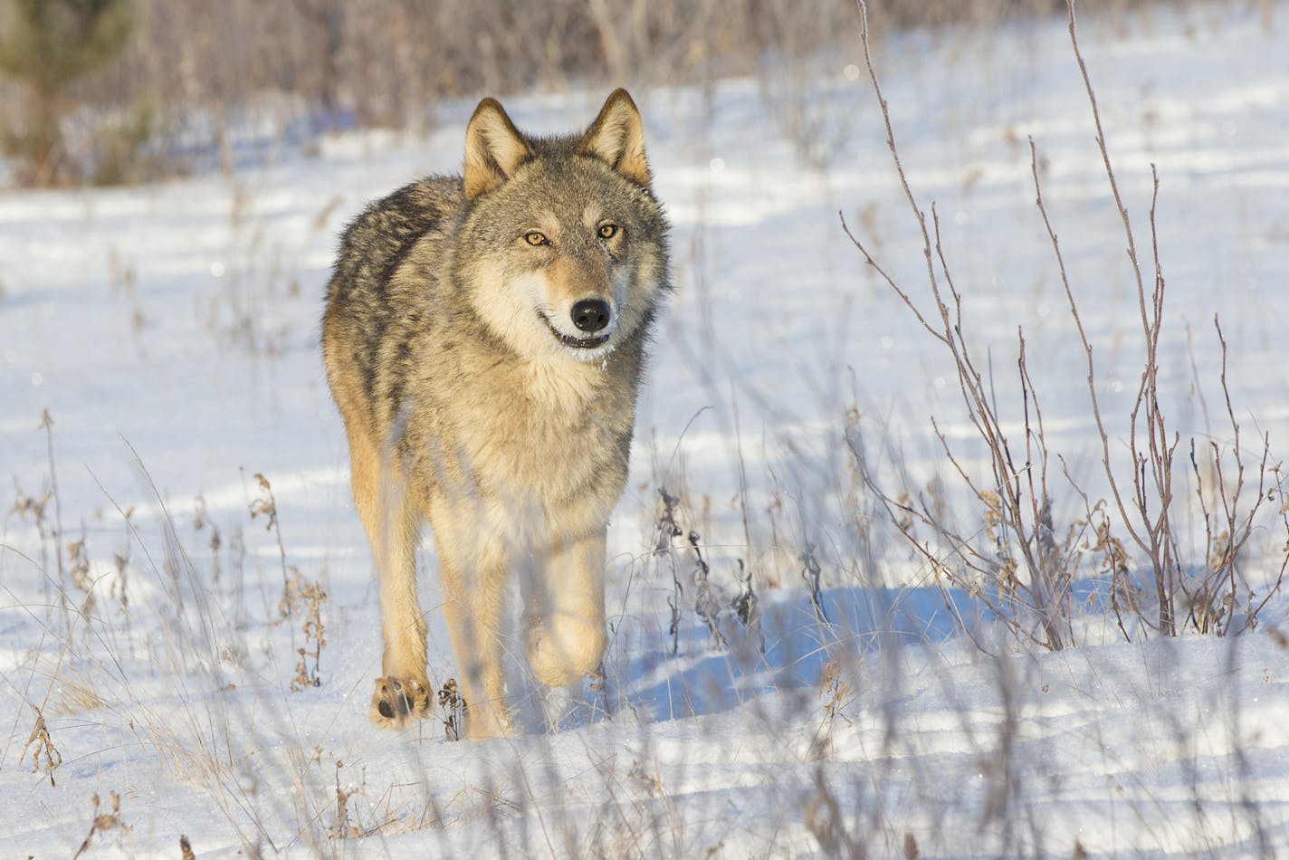 A female grey wolf in snow. (Mikael Males/Dreamstime/TNS) ORG XMIT: 29221346W