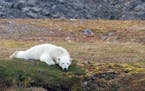 Please find attached a photo from a summer trip we took this year to Svalbard, Norway. I am submitting it for consideration to ViewFinders. Thanks and