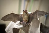 Dr. Leslie Reed handles a big brown bat which has a wing with necrotic tissue, which could be the result of injury or possibly frostbite. ] (Aaron Lavinsky | StarTribune) The Star Tribune profiles the Wildlife Rehab Center and all the animals they treat in the winter. Dr. Leslie Reed is photographed performing "re-checks" on various animals on Wednesday, Dec. 31, 2014.