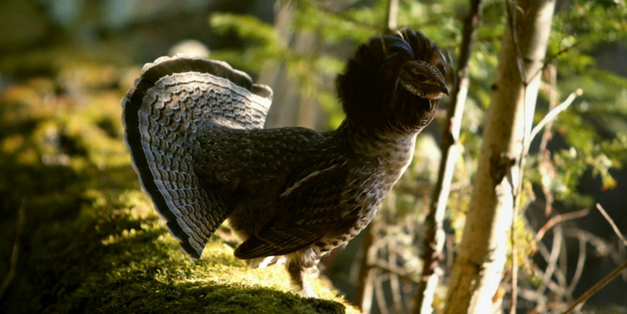 Game species large and small often adjust their survival behaviors as a result of being hunted. Witness in Minnesota deer and bears, which often move only at night to avoid hunters. Similarly, ruffed grouse ó especially in heavily hunted Pine, Kanabec and Mille Lacs counties, among others ó have learned to evade and avoid both hunters and their dogs. ORG XMIT: MIN2015102310242127 ORG XMIT: MIN1510231108063375