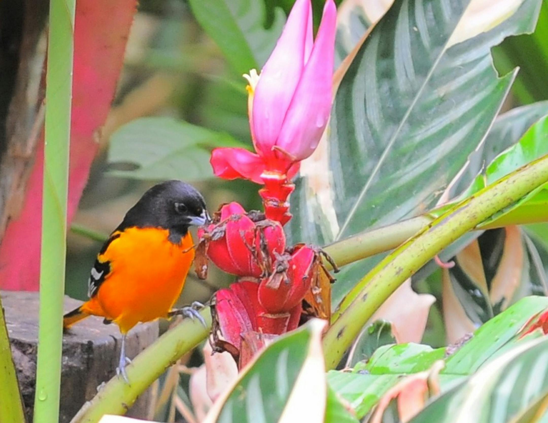 Photo by Jim Williams Special to the Star Tribune Baltimore orioles spend the winter in tropical locations like Costa Rica, sipping nectar at brilliant flowers and chasing down insects.