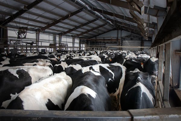 Dairy cows wait outside of the milking parlor at Daley Farms of Lewiston in February 2020.