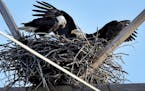 A pair of bald eagles sit on a nest. 