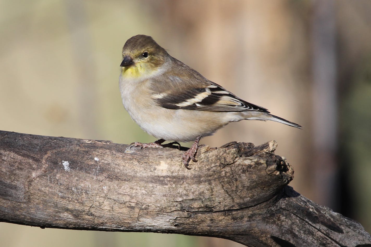 A goldfinch in winter plumage shows only a very little gold patch under its beak.