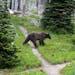 A grizzly bear walked by a campsite in Glacier National Park.