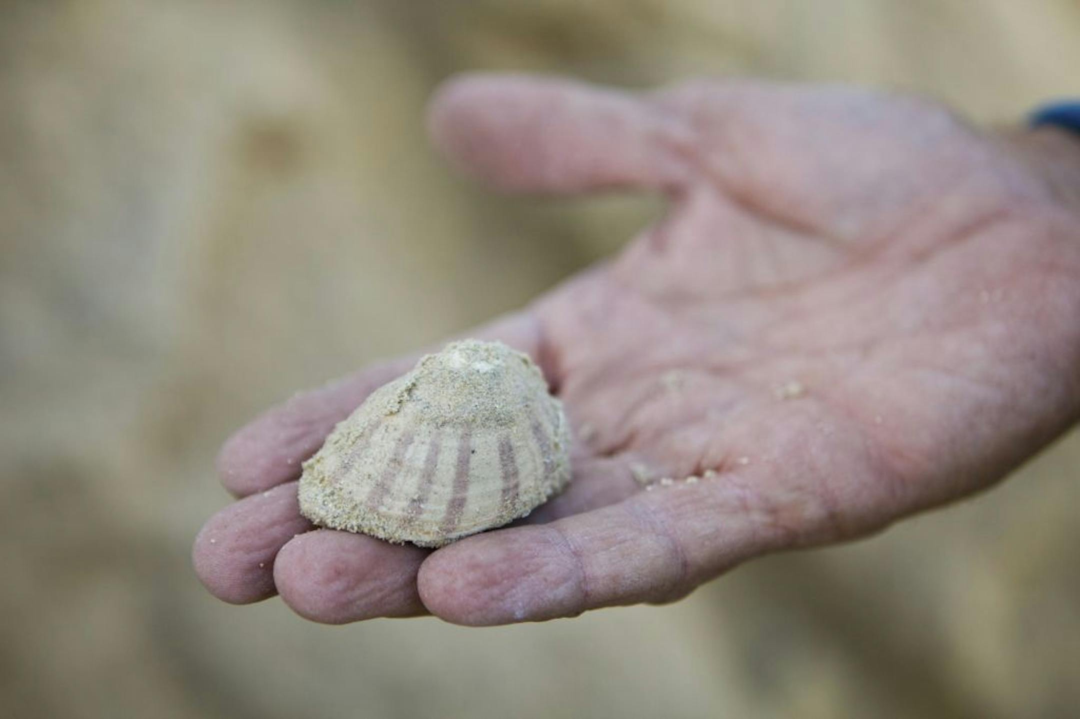 A fossil seashell at an ancient beach in South Africa, June 20, 2012. In a bid to better project the expected rise in sea level from global warming, a team is studying a past era, the Pliocene, that appears to have experienced a sharp rise, too.