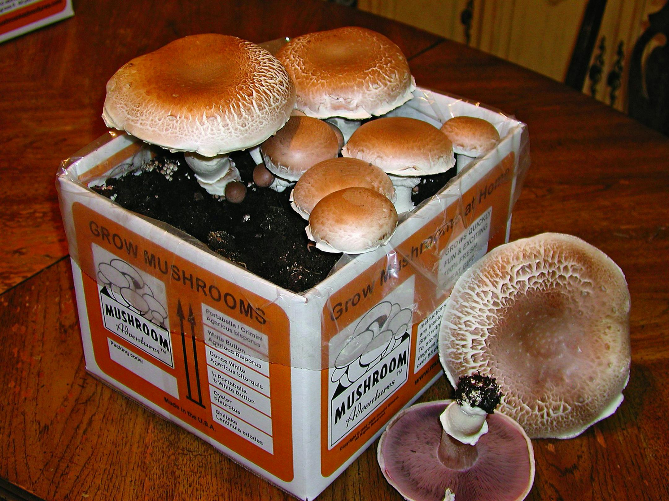 Get a crop from your basement even in winter with this kit for growing hearty portabella mushrooms -- neatly in a cardboard box. The kit from Gardener's Supply Co. comes complete with fungus spores and growing medium. It's great fun for older kids. Giant Portabella Mushroom Kit is $44.95 at gardeners.com (Photo courtesy Gardener's Supply Co./TNS) ORG XMIT: 1177062