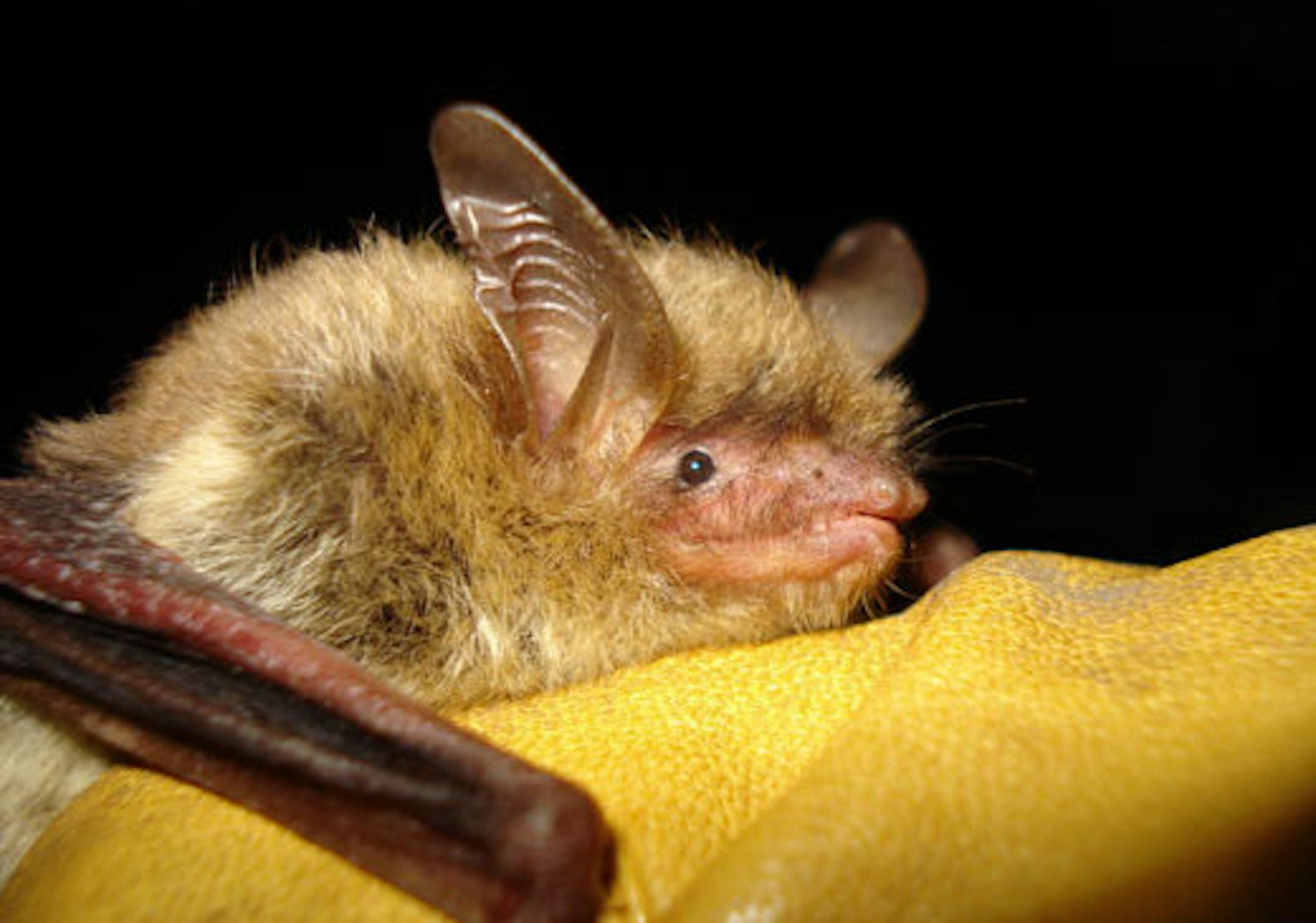 This file photo provided by the Wisconsin Department of Natural Resources shows a northern long-eared bat, which the U.S. Fish and Wildlife Service proposes to add to the federal endangered species list.