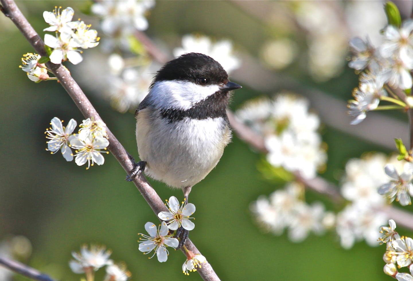 In spring, chickadees are focused on finding a mate and starting a nest. credit: Don Severson