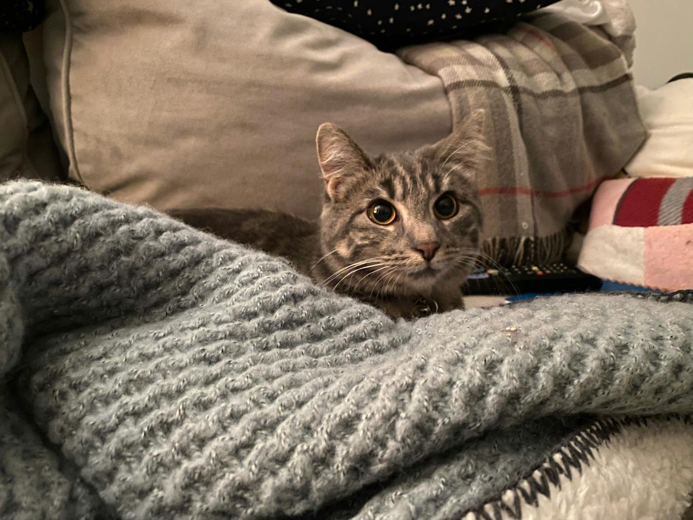 A cat sitting on a couch pops her head from under a blanket.