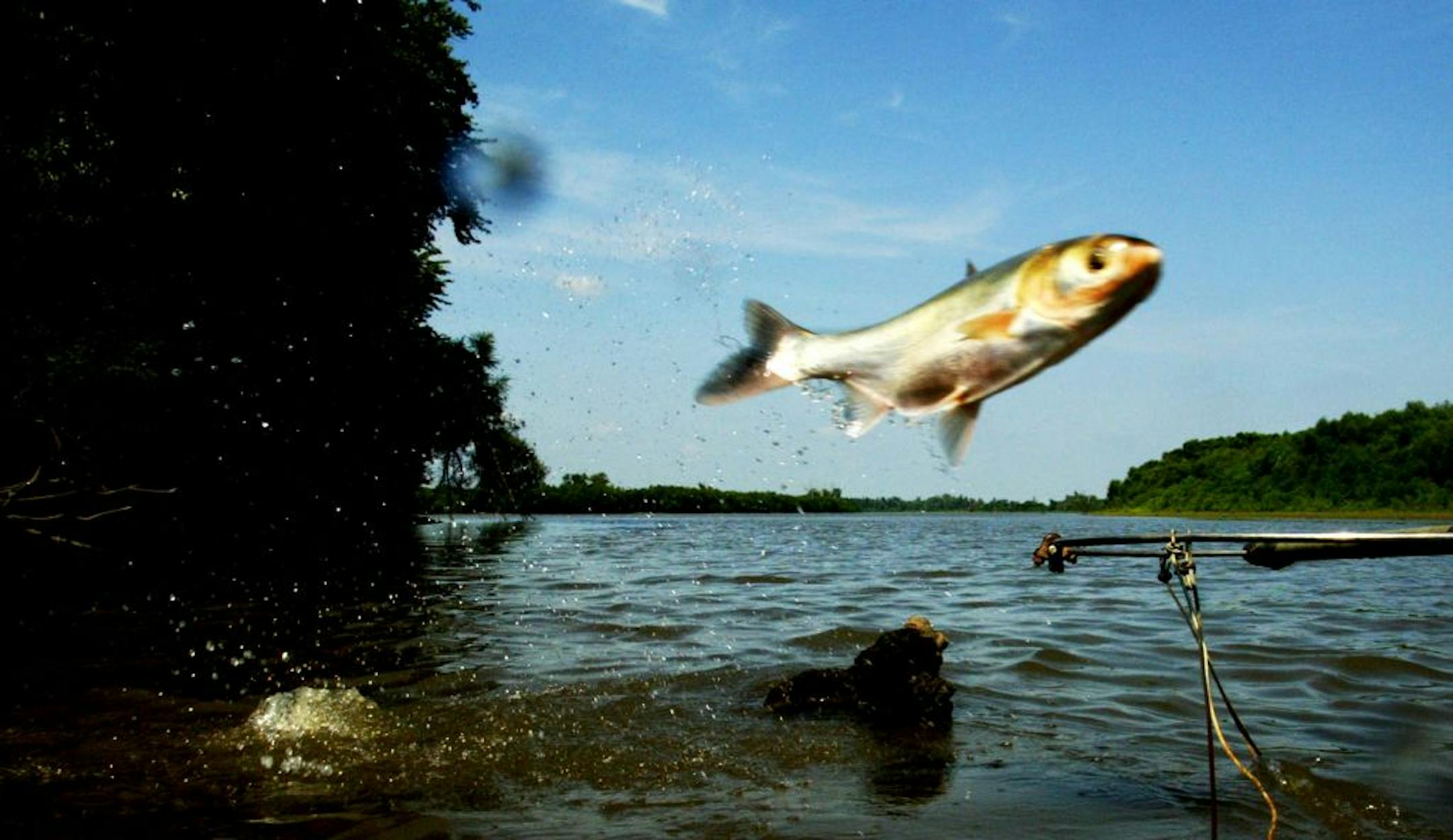 Silver carp jump out of the Illinois River.
