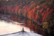 The fall colors along the Mississippi River are near peak as a small tug boat heads up river, seen from the Franklin Ave. Bridge Tuesday, Oct. 17, 201