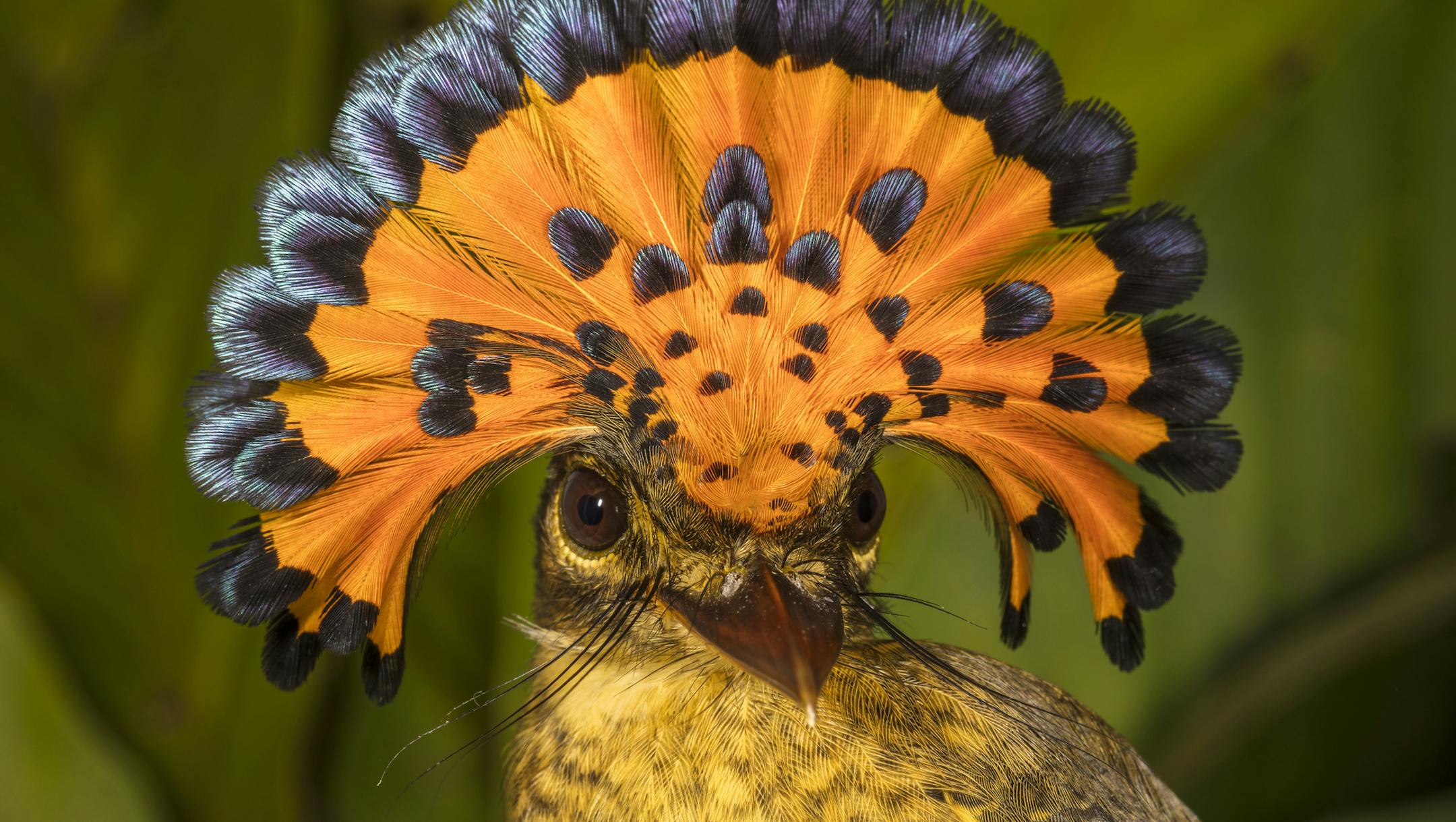 A photo provided by the Wildlife Conservation Society of a royal flycatcher. In June 2015, a team of scientists at Madidi National Park in Bolivia documented 8,524 different species in the park. (Rob Wallace/Wildlife Conservation Society via The New York Times) -- NO SALES; FOR EDITORIAL USE ONLY WITH NYT STORY SCI WATCH BY JAMES GORMAN OF MAY 29, 2018. ALL OTHER USE PROHIBITED. --
