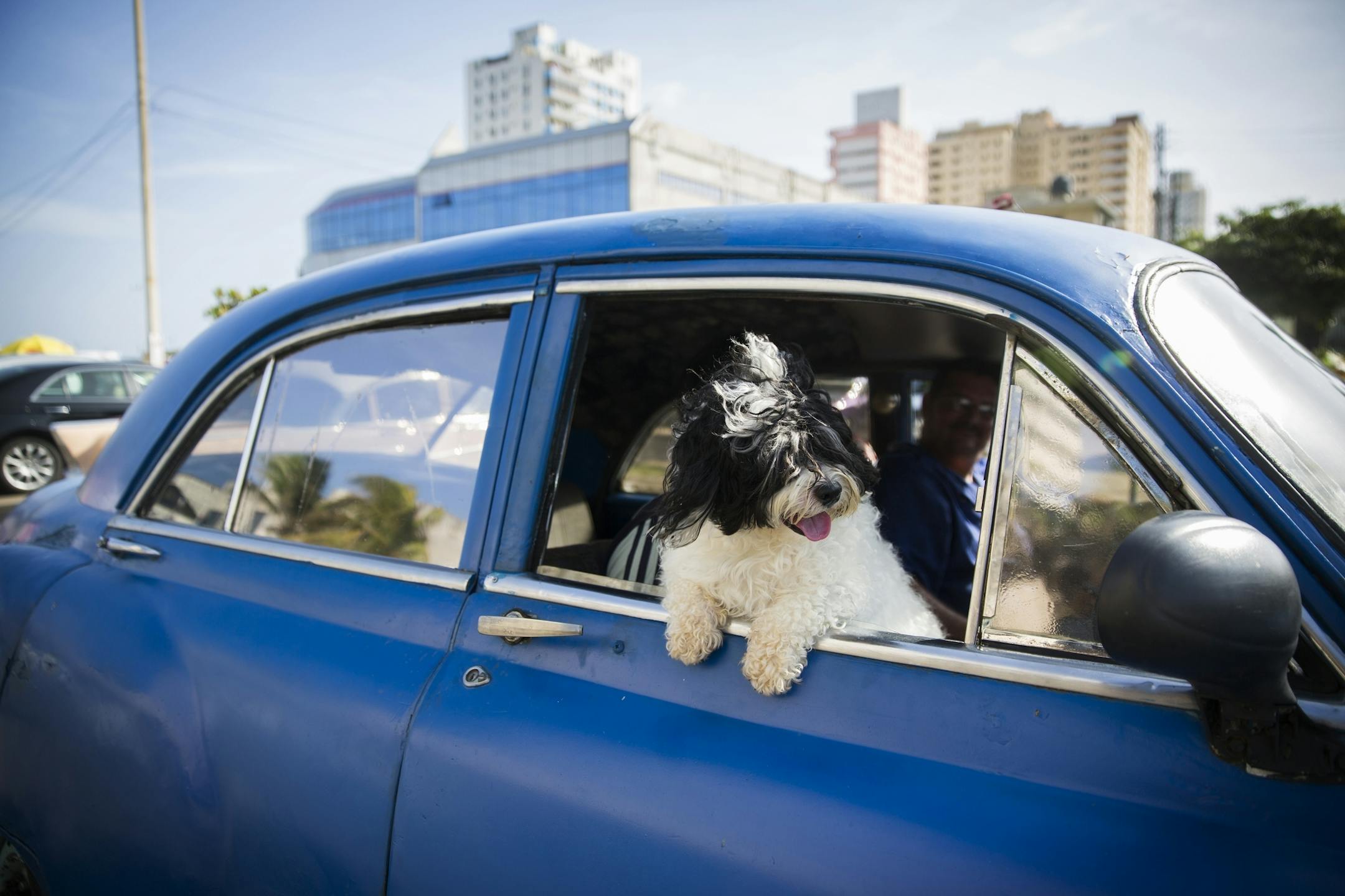 Outside of the Melia Cohiba, a dog hangs out in an old car in Havana, Cuba on Thursday, May 14, 2015.