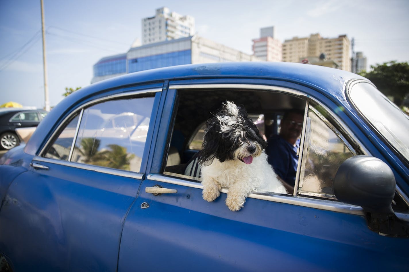 Outside of the Melia Cohiba, a dog hangs out in an old car in Havana, Cuba on Thursday, May 14, 2015.