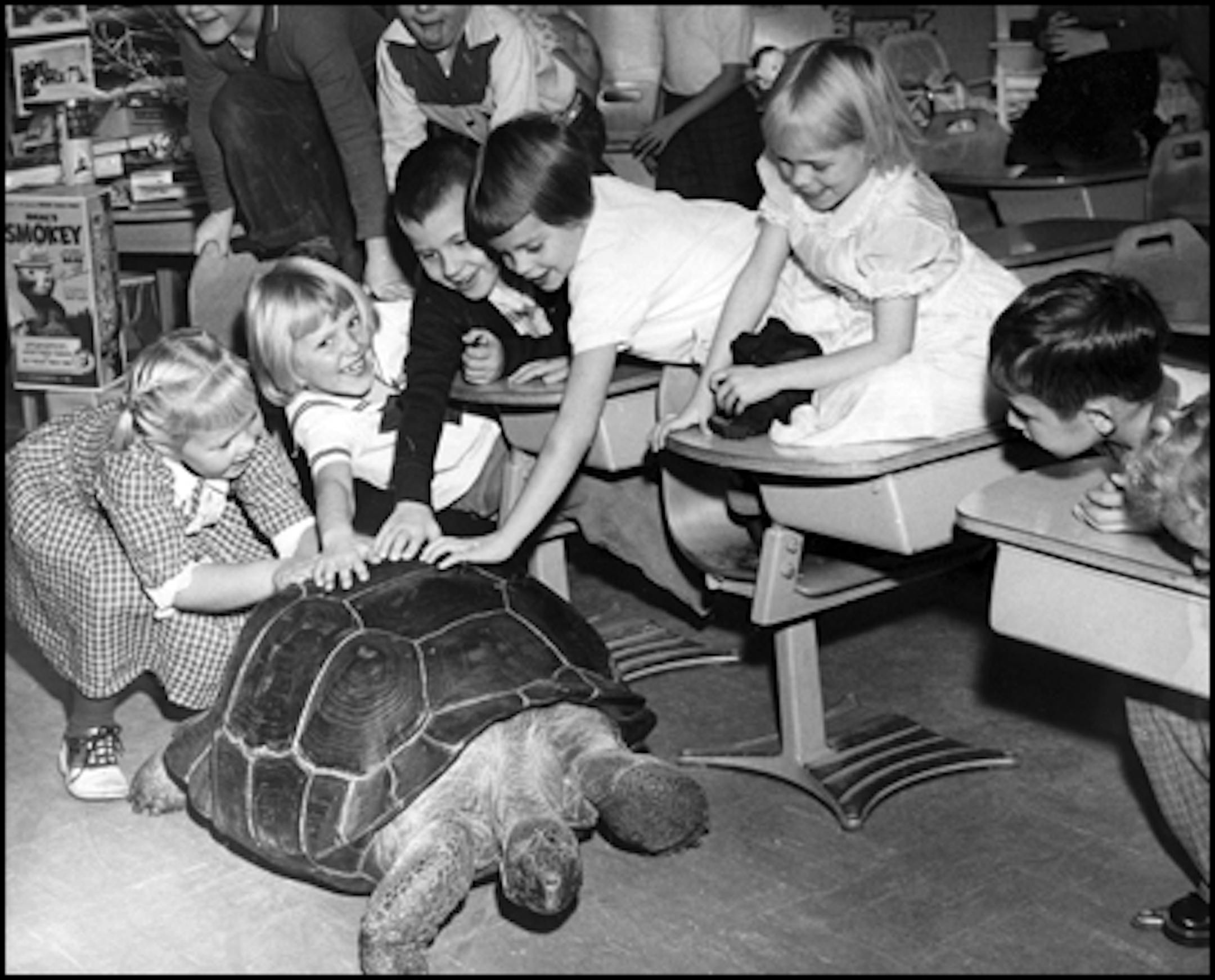 1959: Tortoise in class