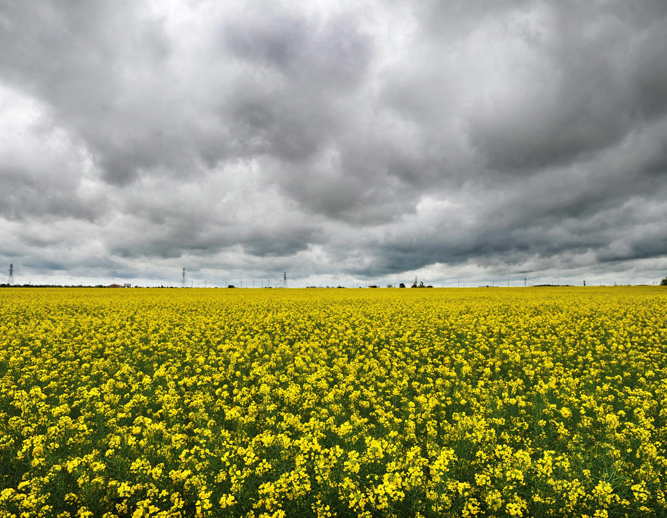 Bright yellow blooms on a field of canola plants provide a colorful contrast to the rain clouds rolling through the Wichita Falls, Texas area, Monday, April 13, 2015. (Torin Halsey/Wichita Falls Times Record News via AP)