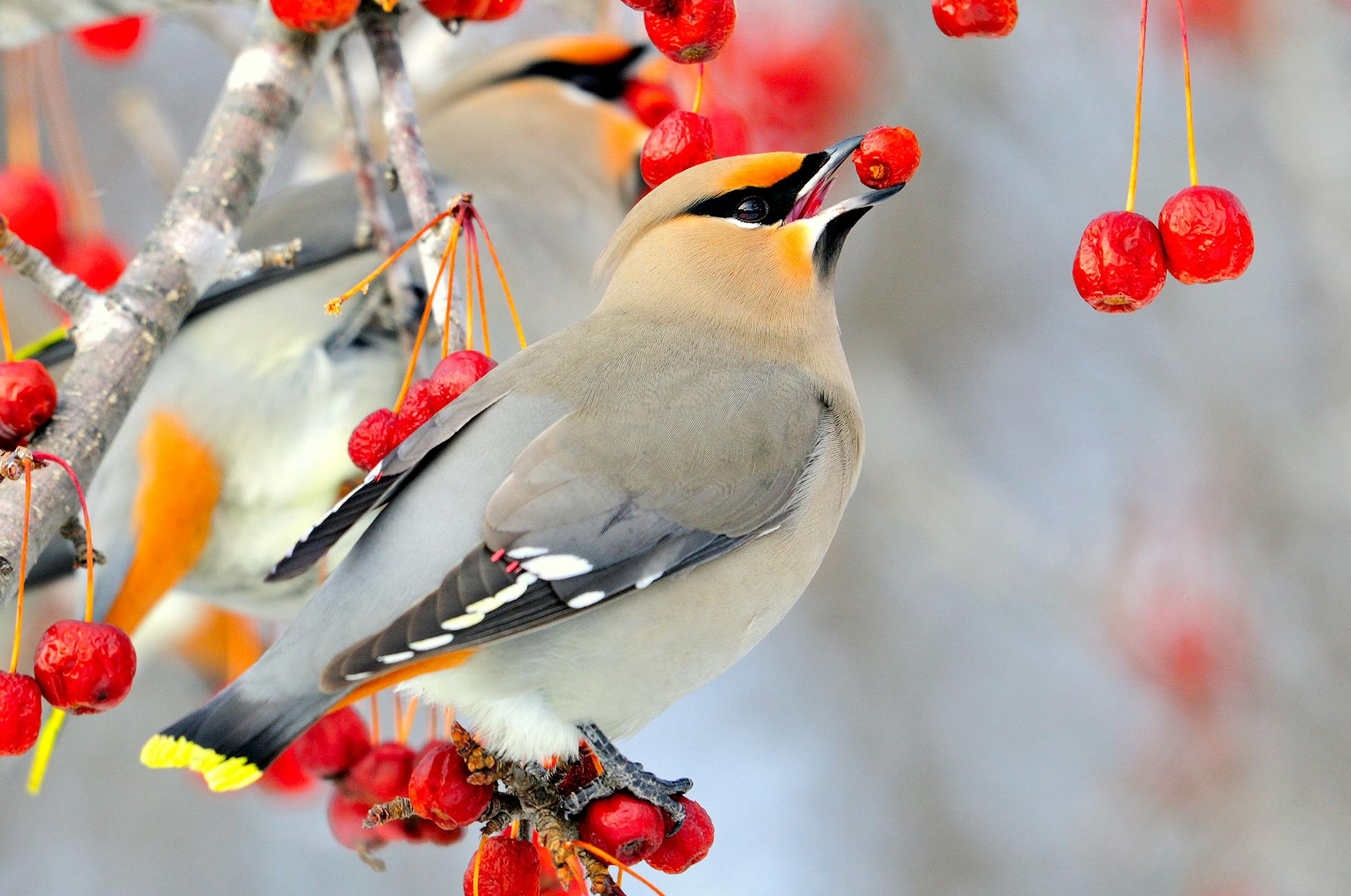 Bohemian waxwings are colored subtly and, when viewed up close, wildly. Oranges, yellows, reds, blacks, whites and buff-colored backs. These birds have it all.