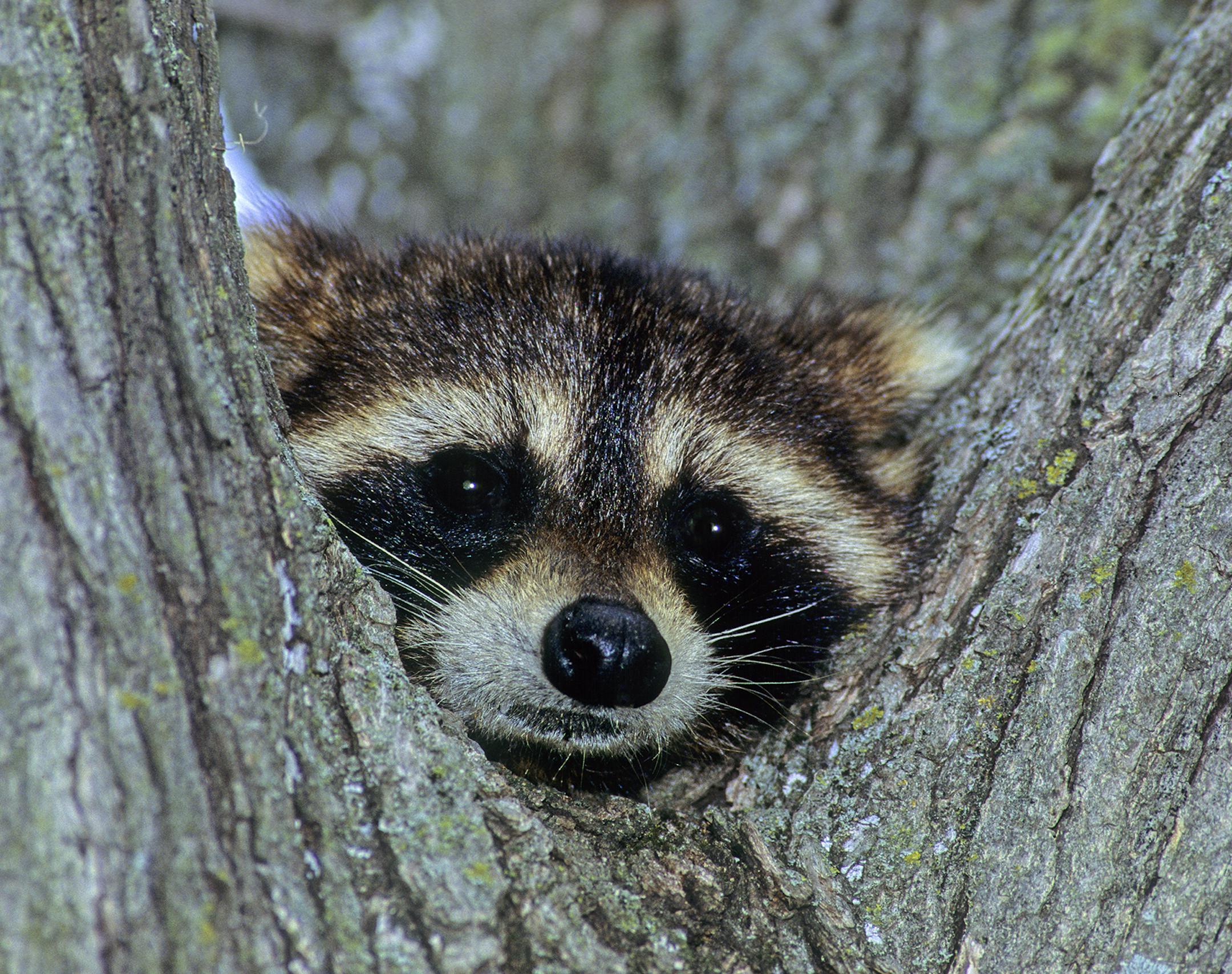 DO NOT USE! ONE-TIME USE WITH BILL MARCHEL COPY ONLY! Photo by Bill Marchel. An adorable raccoon peers from the fork of an oak tree.