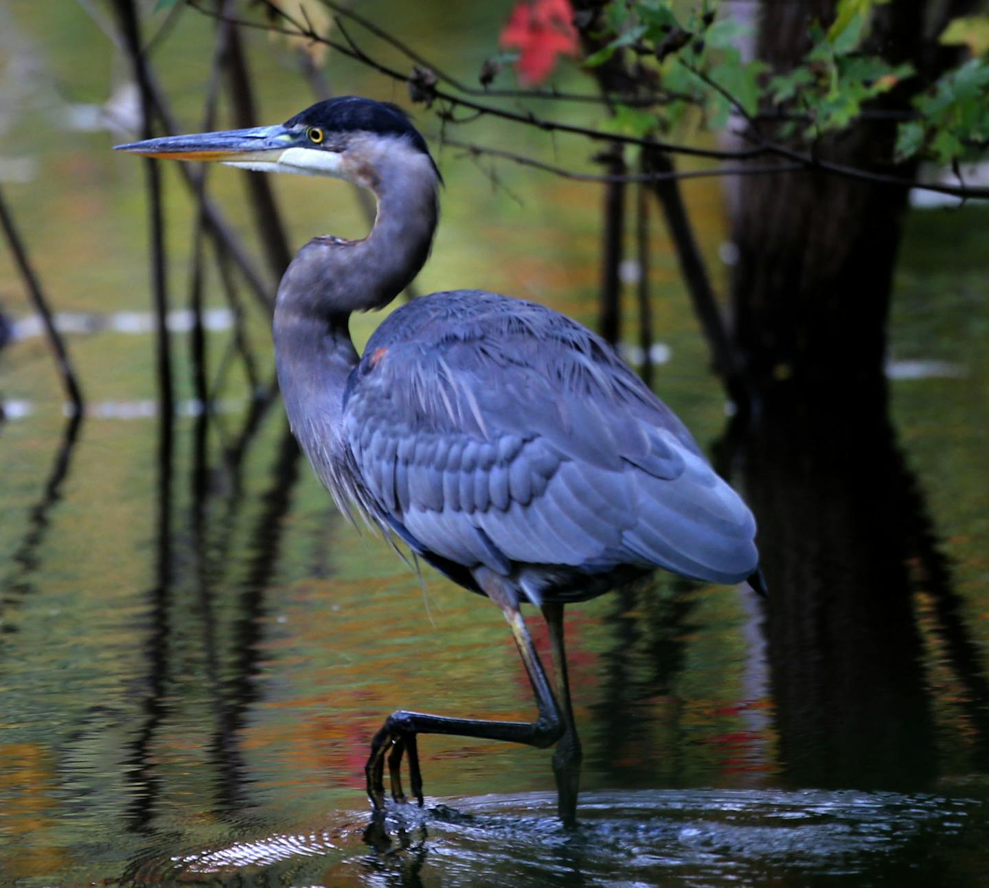 A great blue heron wades the waters of Richfield Lake as specs of fall color begin to appear Friday, Oct. 7, 2016, in Richfield, MN. Forecast temps for the middle of next week have lows in the 30s and colder in areas outstate, bringing the possibility of the season's first freeze and the accompanying brilliant fall colors.](DAVID JOLES/STARTRIBUNE)djoles@startribune.com fall colors