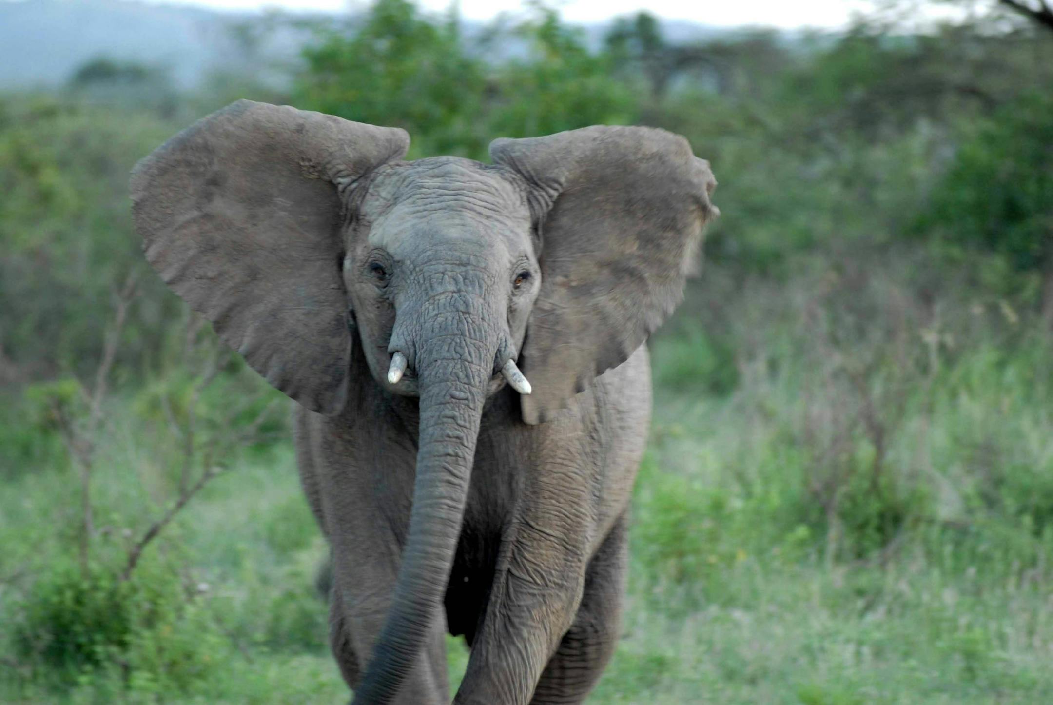 (NYT59) MASAI MARA, Kenya -- February 29, 2008 -- KENYA-TOURISM-3 -- A young elephant in Masai Mara national park in Kenya on Feb. 24, 2008. Tourism is one of Kenyas biggest industries, but the violence that exploded after a flawed election in December has eviscerated the business, with bookings down 80 to 90 percent in most areas. (Guillaume Bonn/The New York Times) ORG XMIT: NYT59