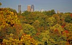Morning sunlight intensifies the view of the Fall foliage from Summit Avenue and Mississippi River Blved., Tuesday, October 8, 2019 in St Paul, MN.