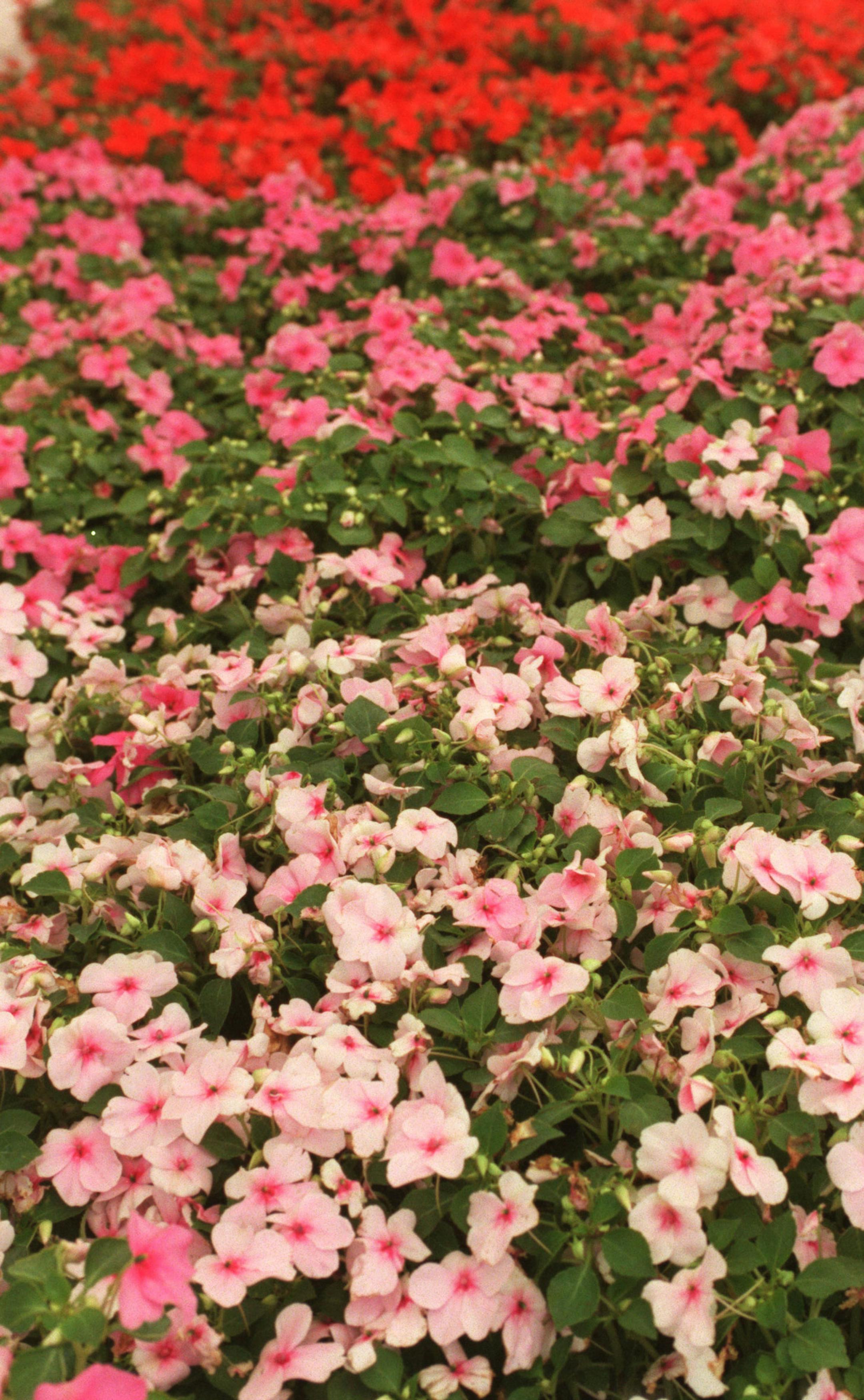H&G - Choosing and planting annuals. -- Impatiens.