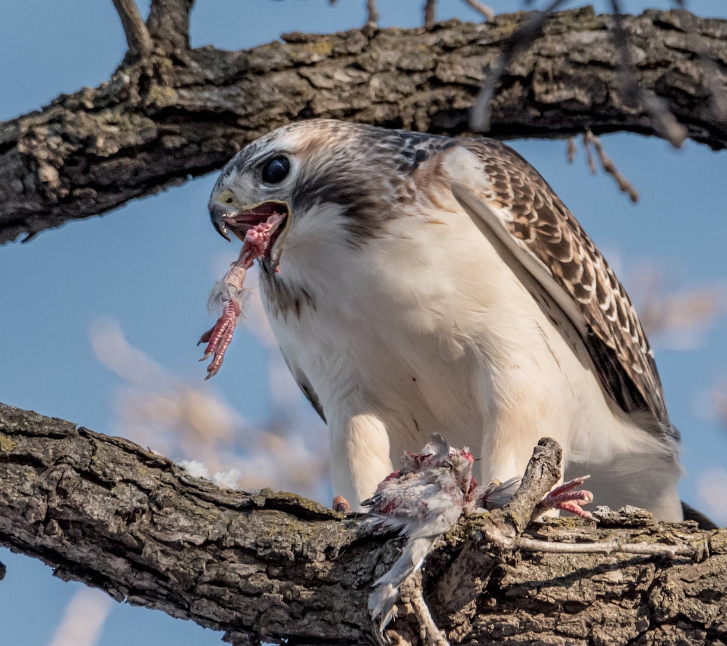 A redtailed hawk took apart a pigeon.