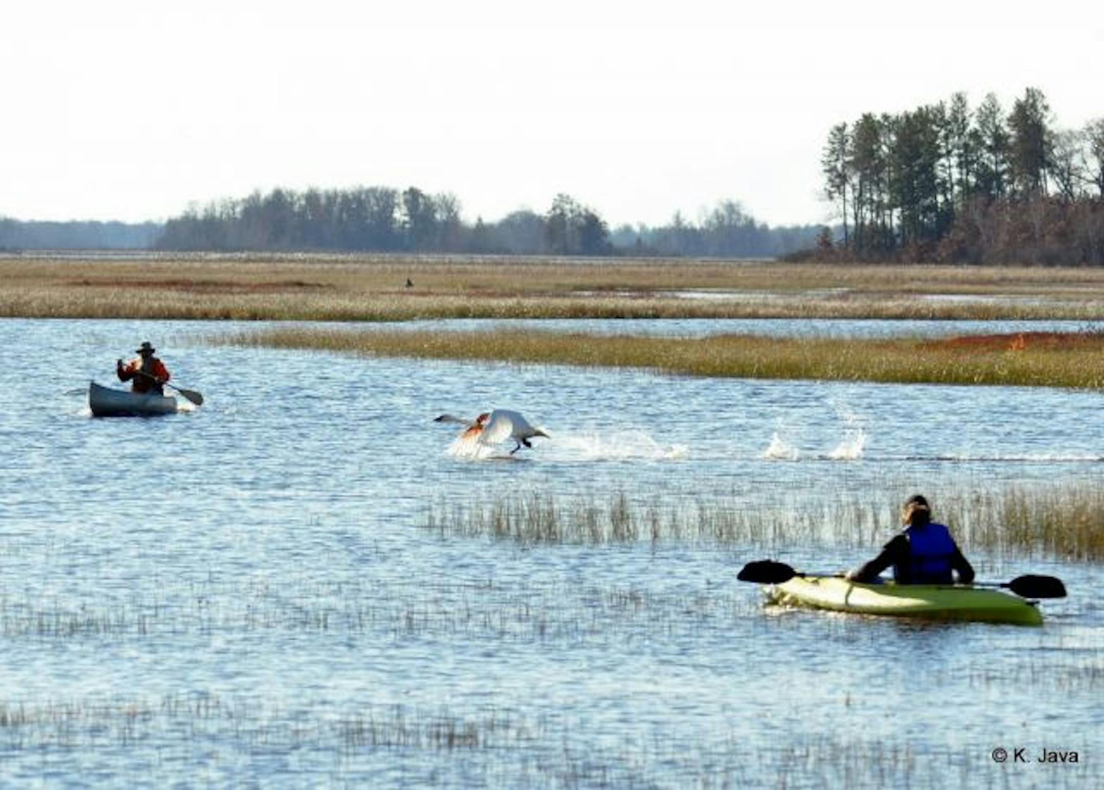 Rescuers slow surround the injured bird.