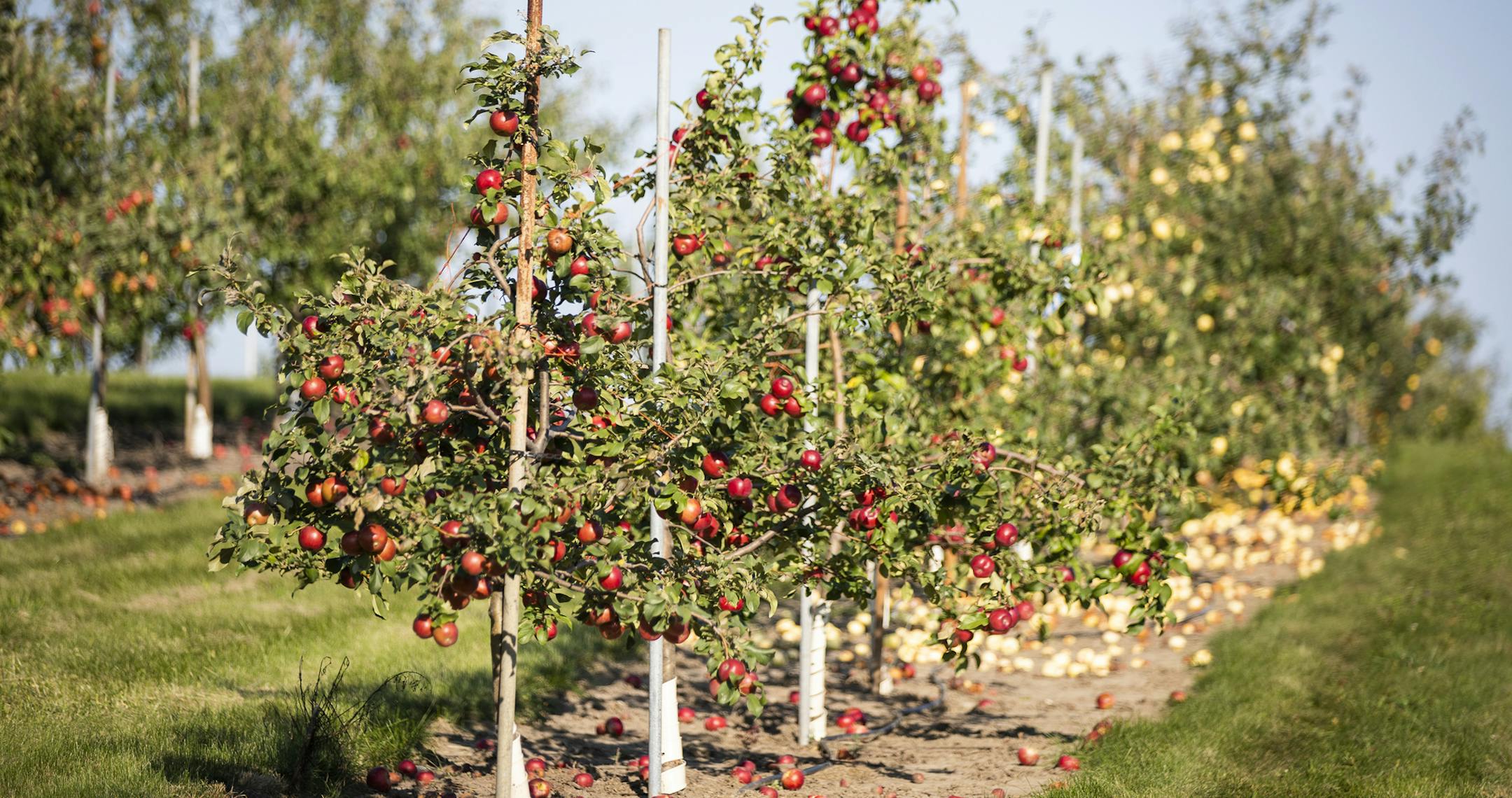 The apple breeds that are deemed good enough to make it to the next level of research are moved into a different part of the Uís Horticultural Research Center. ] LEILA NAVIDI ï leila.navidi@startribune.com BACKGROUND INFORMATION: David Bedford, a research scientist for the University of Minnesota's apple-breeding program, gives a tour of the Uís Horticultural Research Center in Excelsior on Wednesday, September 12, 2018.