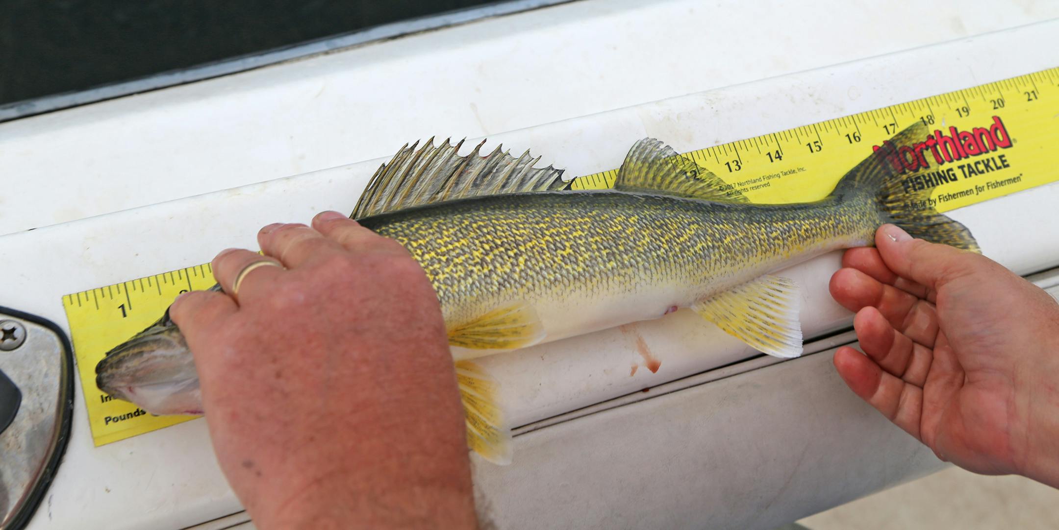 Measuring about 18 inches, Mille Lacs walleyes in the 2013 year class about perfect eating size — if they didn't hace to be released into the lake. No walleyes can be kept by sport anglers from the lake again this summer.