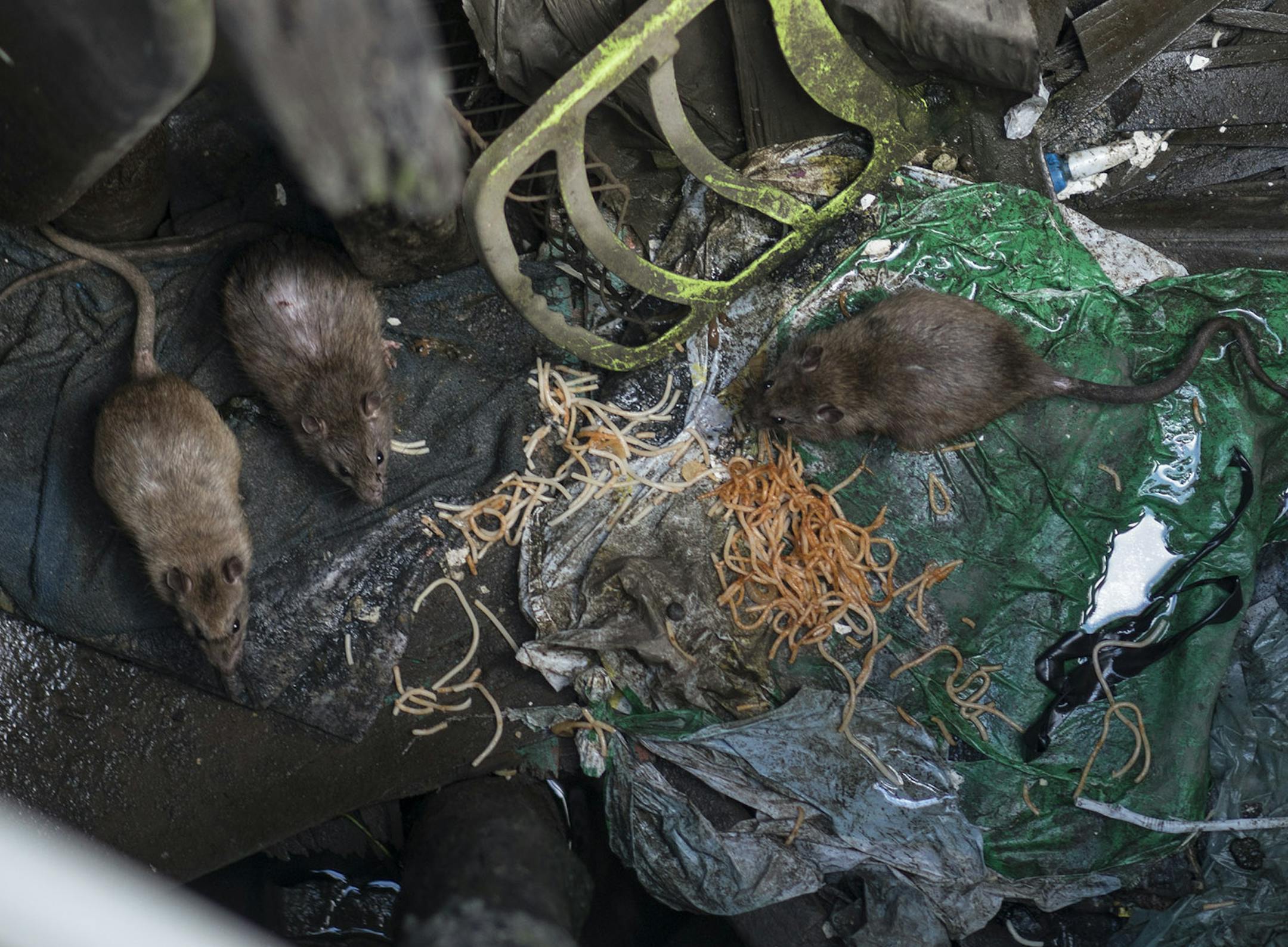 Rats eat trash and sewage below stilt homes in a slum of Recife, Brazil, Friday, Feb. 5, 2016. The Zika virus, spread by the Aedes aegypti mosquito, thrives in people's homes and can breed in even a bottle cap's-worth of stagnant water. Public health experts agree that the poor are more vulnerable because they often lack amenities that help diminish the risk. (AP Photo/Felipe Dana)