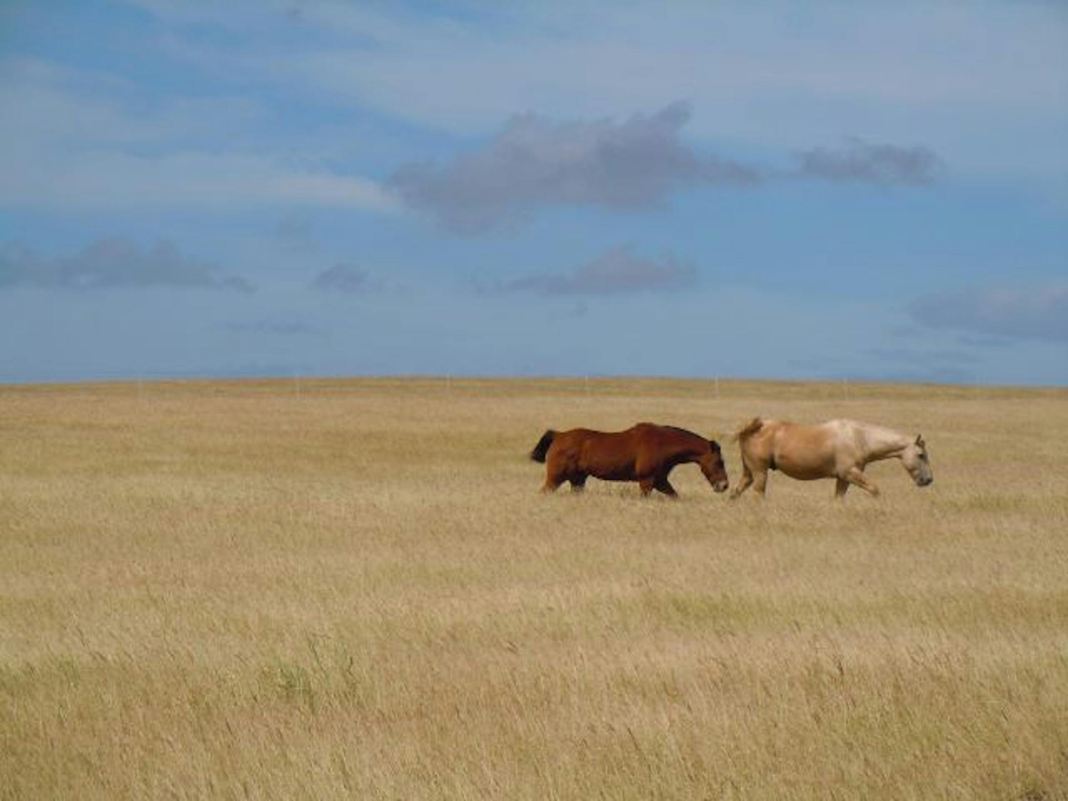 The photographer: Monique Dubos of Minneapolis. The scene: Two horses wander at South Point on the big island of Hawaii. The duo caught the eye of Dubos during a trip she took there in February. "This photo of the horses is great because they were so in synch, one like a shadow of the other," she wrote in an e-mail. "The landscape is so reminiscent of the wild, wild west, and Hawaii is as wild and as west as you can get."