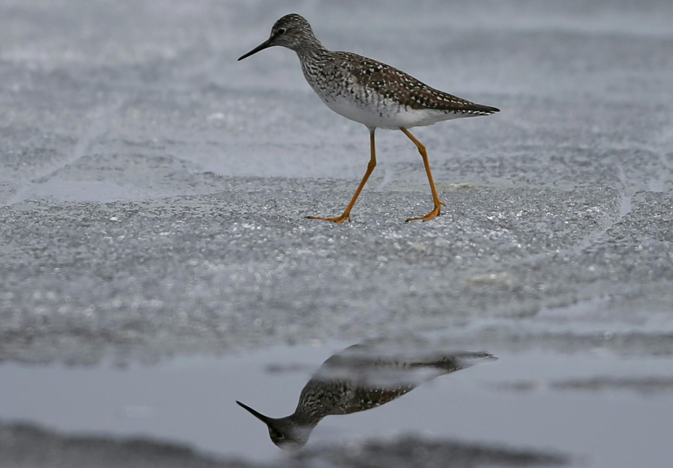 A bird looked for food on the ice at Millie Lacs. Thick ice is still on Lake Millie Lacs just days before the Minnesota fishing opening as resort owner prepare for the season Thursday May 9, 2013 on the shores of Lake Millie Lacs , MN. ] JERRY HOLT ‚Ä¢ jerry.holt@startribune.com