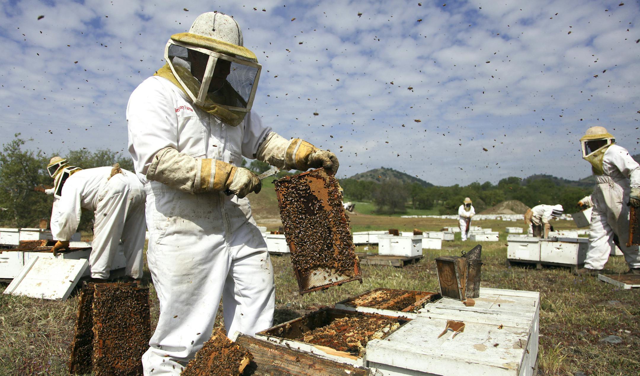 Beekeepers checked hives in Piedra, Calif., in March. A mysterious bee ailment appears to have expanded drastically in the last year, wiping out as many as half of the hives needed to pollinate much of America&#x2019;s produce.