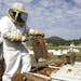 Beekeepers checked hives in Piedra, Calif., in March. A mysterious bee ailment appears to have expanded drastically in the last year, wiping out as ma