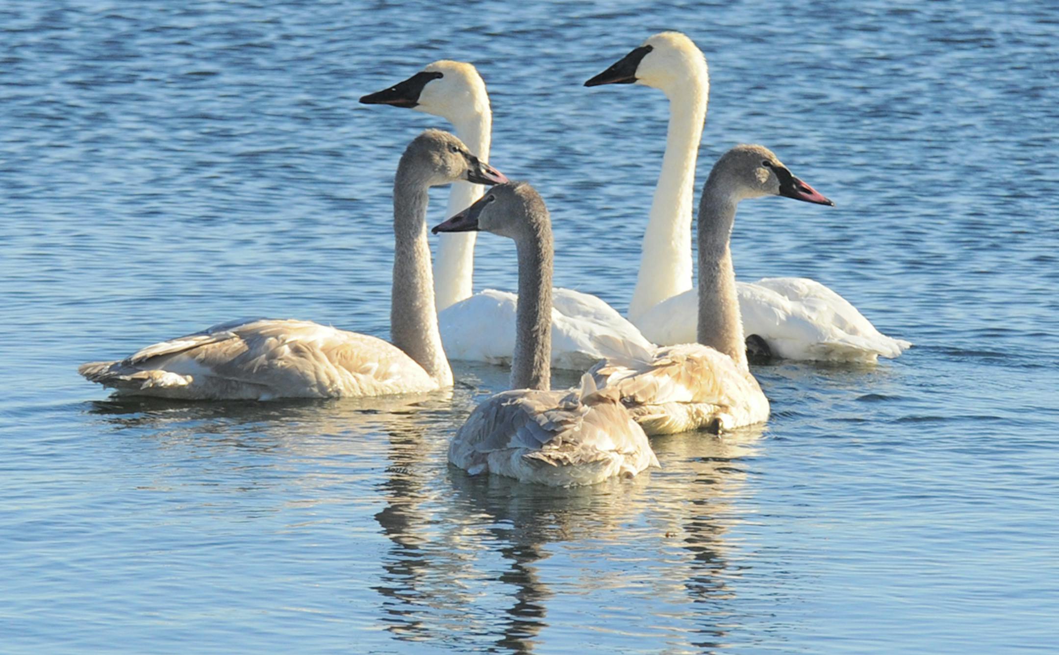 Photo by Jim Williams Multiply this family group of trumpeter swans by about 400 to get an idea of the numbers that gather on the Mississippi River at Monticello each winter, a truly awesome sight.