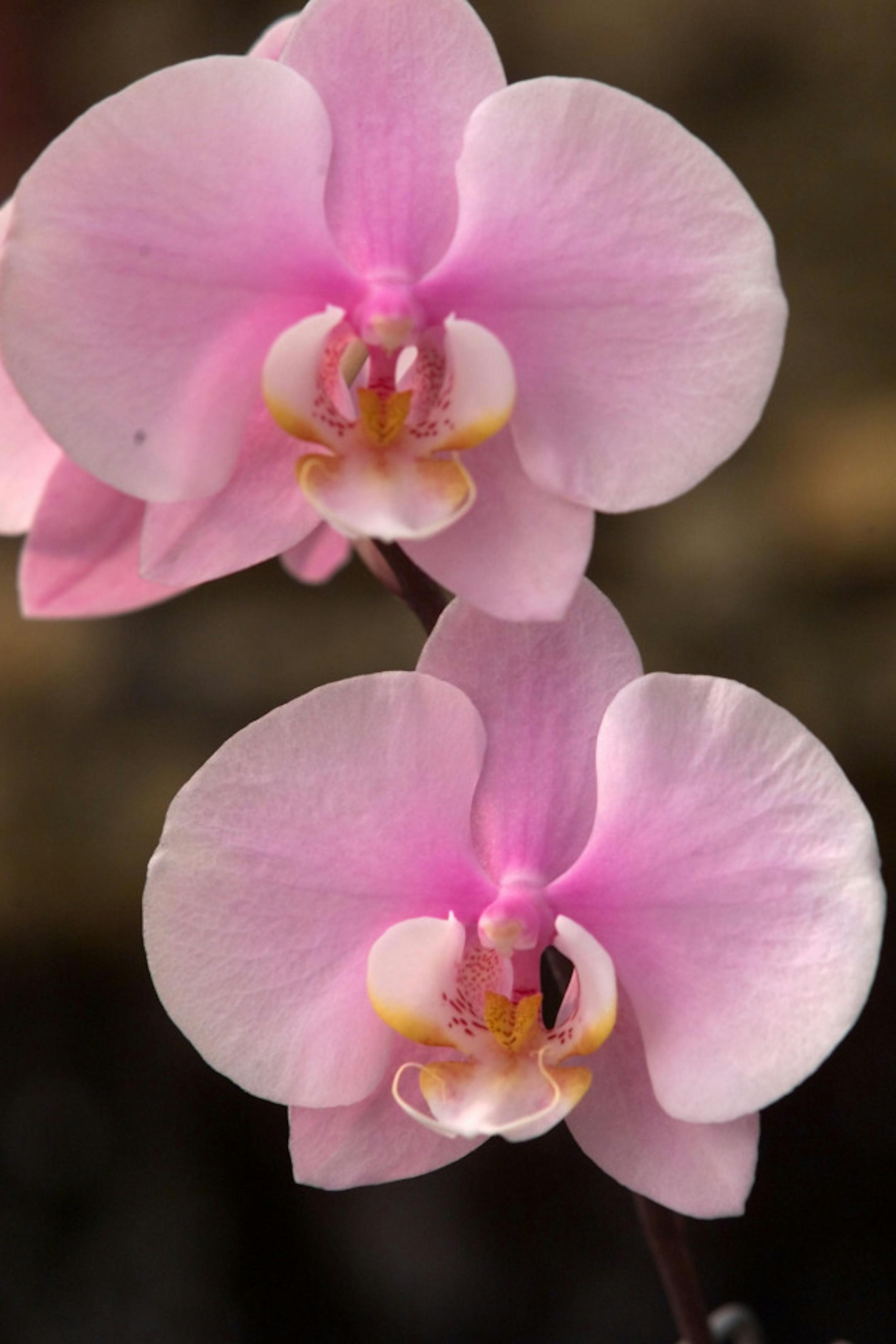 Plymouth, MN., Tuesday-10/26/99. Phalaenopsis Orchids photographed at the Orchids LTD. Plymouth greenhouse. Orchids have a reputation for being fussy, finicky and expensive plants to grow. But today orchid growing is no longer a restricted to the well-to-do. Developments in orchid breeding have made them more affordable to the masses. But the exotic-looking flowers have not lost their mystique. Jerry Fischer, president of Orchids Ltd., is one of the many breeders across the country who is cloning orchids and creating brand new hybrids.
