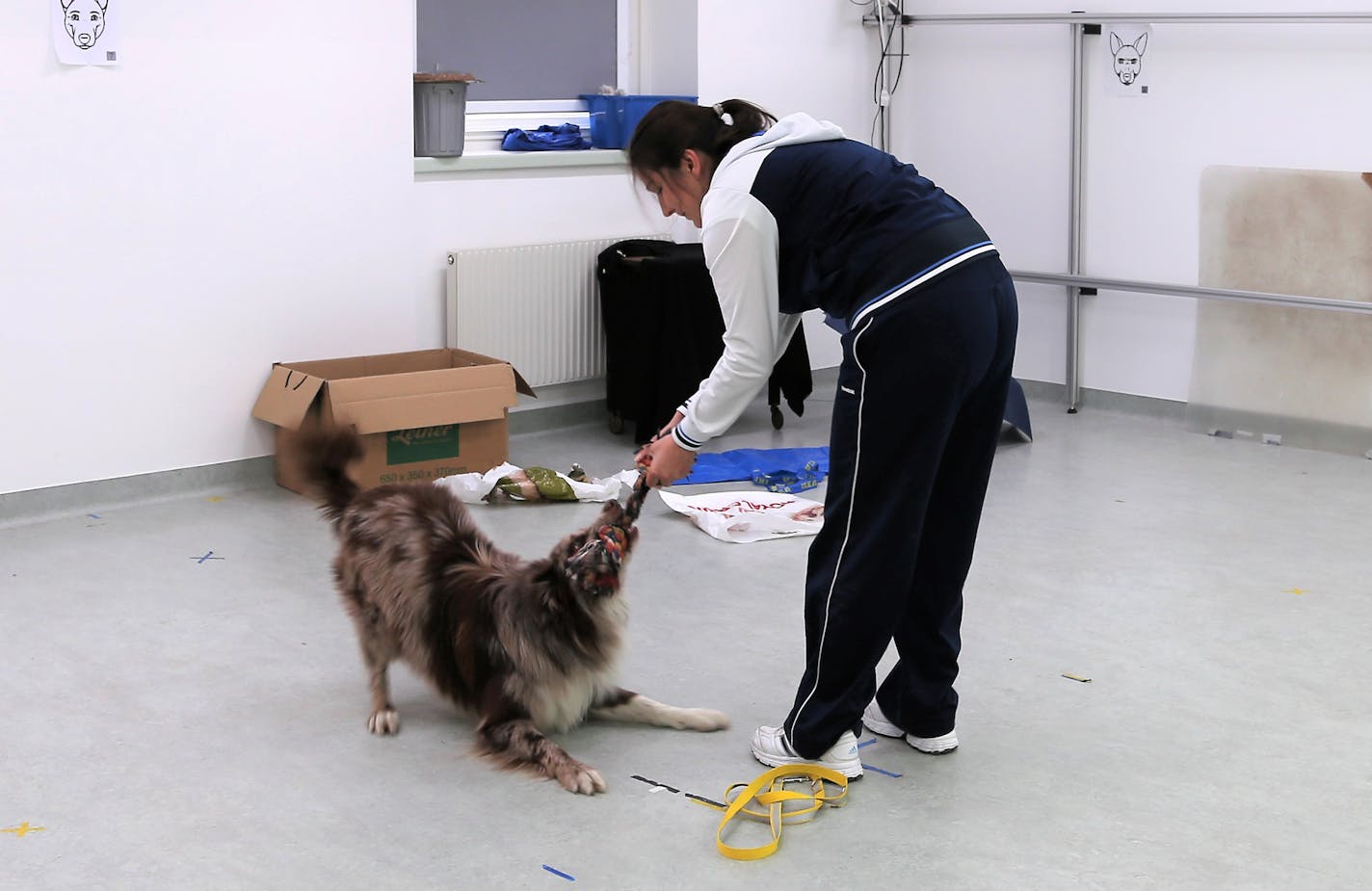 In a photo provided by the Clever Dog Lab, a volunteer at the Clever Dog Lab at the University of Veterinary Medicine in Vienna. Researchers in Vienna have found that dogs' personalities change over time and seem to mellow in the same way that most humans do. (The Clever Dog Lab/University of Veterinary Medicine, Vienna via The New York Times) -- NO SALES; FOR EDITORIAL USE ONLY WITH NYT STORY SCI DOGS AGING BY AMES GORMAN FOR NOV. 9, 2020. ALL OTHER USE PROHIBITED. --