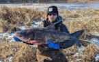 The DNR rounded up this silver carp among more than 300 other invasive carp in December in Pool 6 of the Mississippi River.
