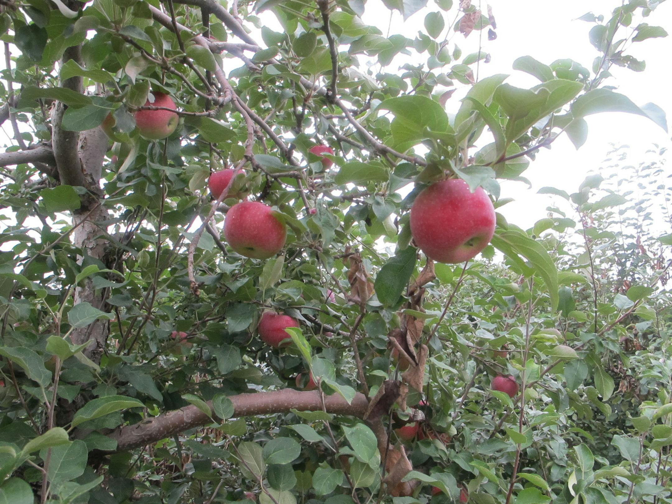 There's family fun on tap during Apple Fest at Afton Apple Orchard.
