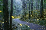 Fireflies in Great Smoky Mountains National Park. Radim Schreiber