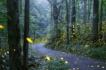 Fireflies in Great Smoky Mountains National Park. Radim Schreiber