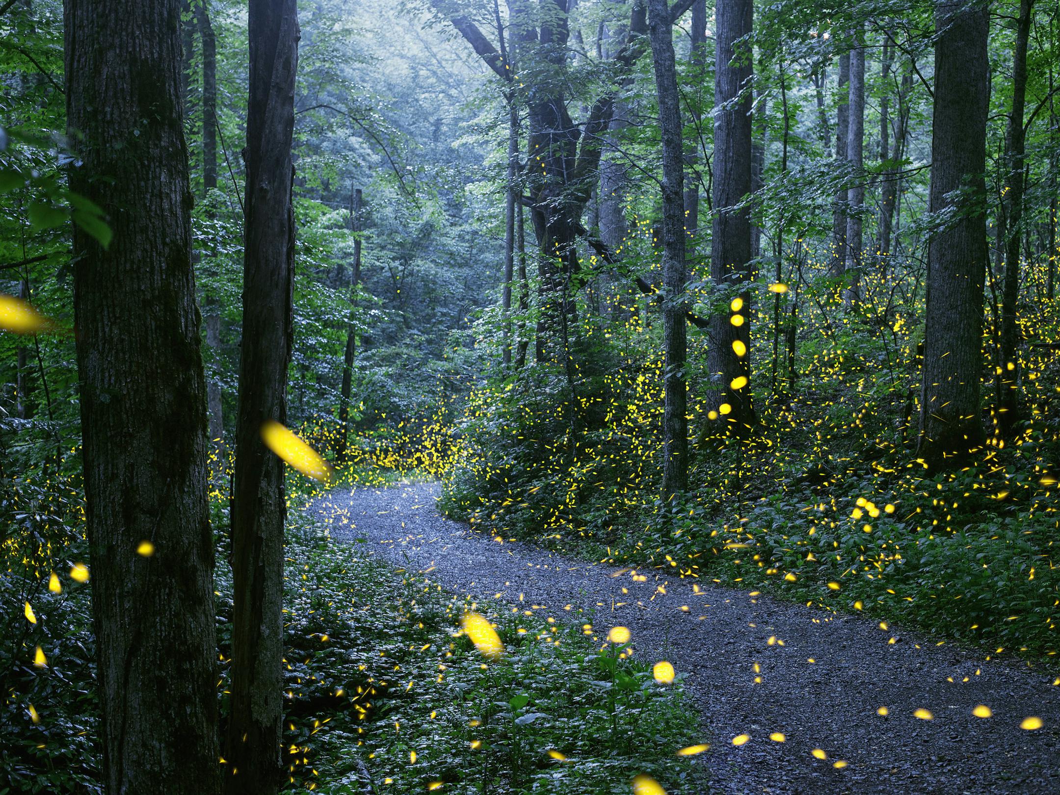 Fireflies in Great Smoky Mountains National Park. Radim Schreiber