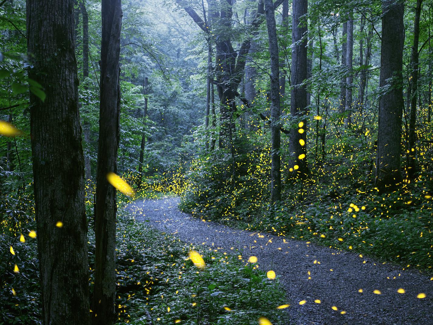 Fireflies in Great Smoky Mountains National Park. Radim Schreiber