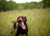 Kiya, the 3-year old chocolate lab hunting dog of John Newpower, roamed around some of the land given to the DNR by Pheasants Forever. ] (AARON LAVINS